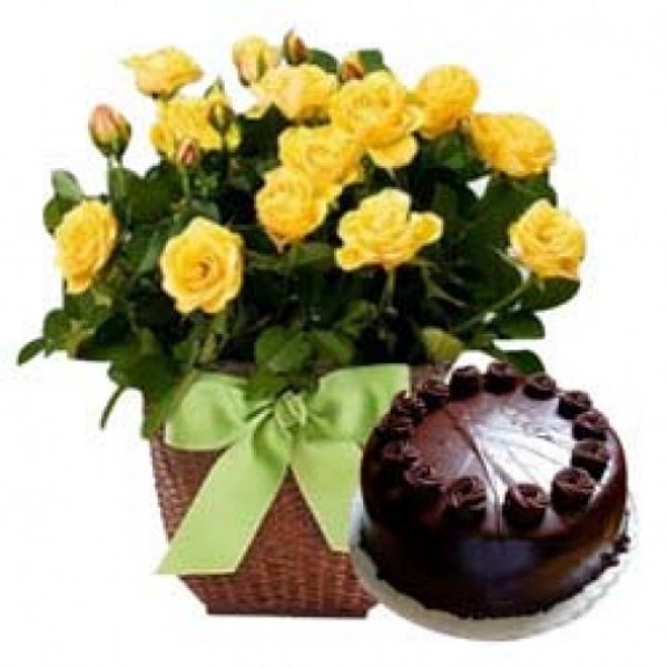 20 Yellow Roses in a Basket with Dark Chocolate Cake (Half Kg)